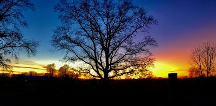 Dramatic sunset with silhouette of an oak tree and barn.