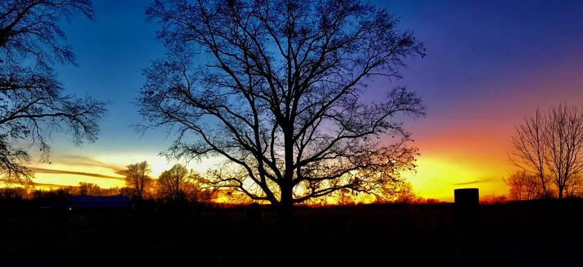 Dramatic sunset with silhouette of an oak tree and barn.