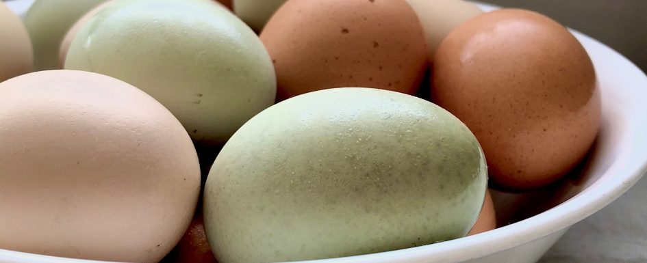farm fresh eggs in a bowl