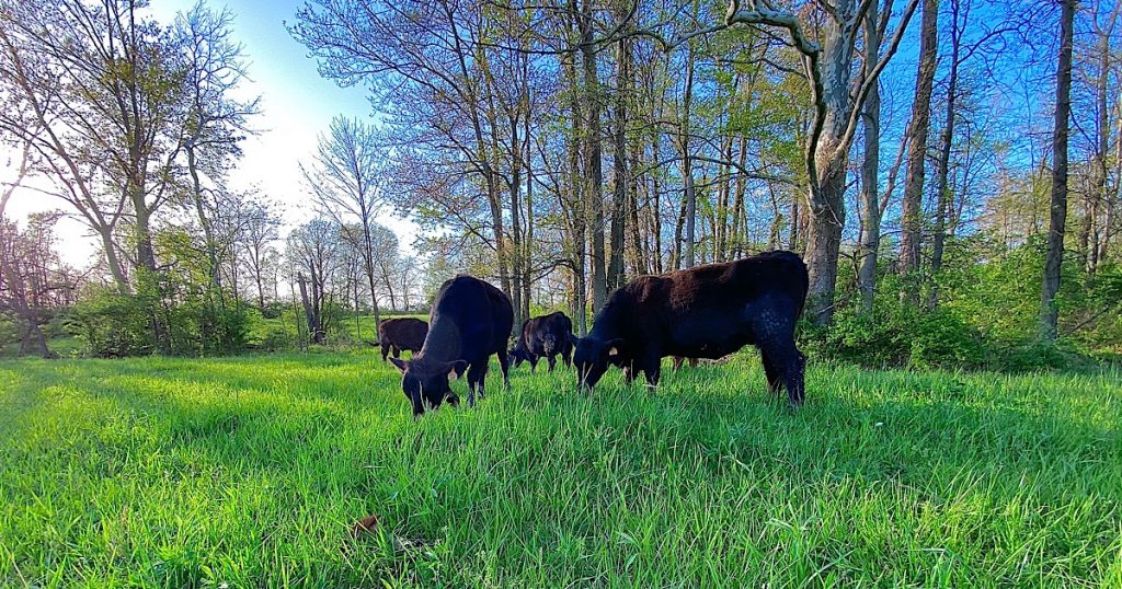 Black cows grazing in a spring green field.
