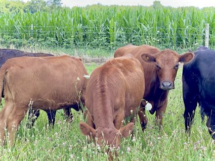 Irish Dexter Cows in field